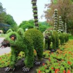 Cây nghệ thuật: Tổng hợp những loại cây đẹp