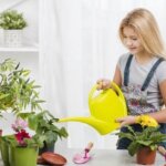 Chăm sóc cây cảnh vào mùa hè như thế nào?