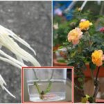 Mách bạn 3 loại nước kích rễ bạn có thể tự làm tại nhà