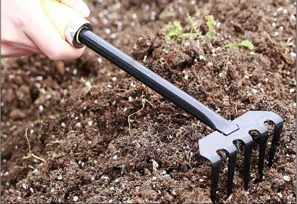 Bán Cây Rong Riềng đỏ, Rong Riềng Cảnh Nhiều Màu Giá Tốt | Cây Xanh Tân ...