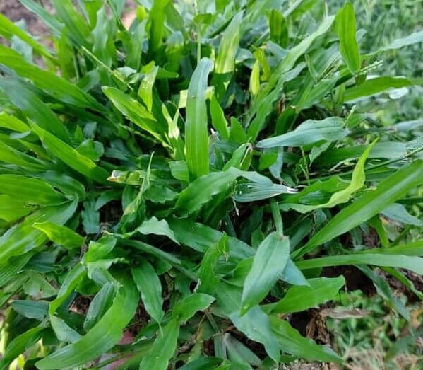 Cách Trồng Cỏ Lá Tre - Những điều Bạn Nên Biết | Cây Xanh Tân Thúy