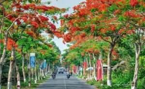 Các loại cây hoa đỏ đẹp trồng vỉa hè