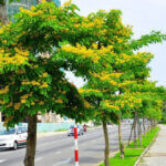 Top 7+ loại cây hoa vàng đẹp, nên trồng cho cảnh qua