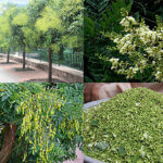 Cây hòe: Báo giá cây công trình đẹp