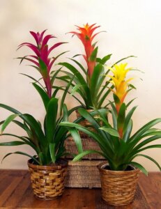 Cây phong lộc hoa: Nguồn gốc, đặc điểm, ý nghĩa và cách trồng
