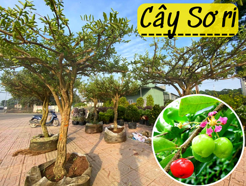 Cây Sơ Ri: Đặc điểm, Công Dụng, Cách Trồng Và Chăm Sóc | Cây Xanh Tân Thúy