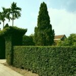 Những loại cây trồng hàng rào siêu đẹp, sống lâu