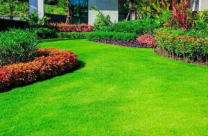 Các loại cỏ sân vườn vừa đẹp vừa rẻ