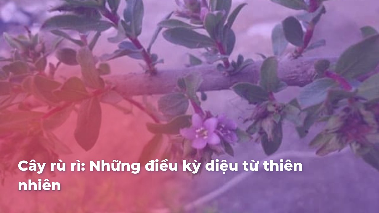 Hoa Rù Rì Cây Rù Rì: Những điều Kỳ Diệu Từ Thiên Nhiên | Cây Xanh Tân Thúy